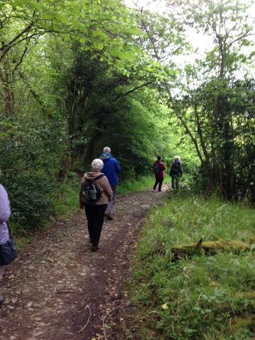 Along the woodland path